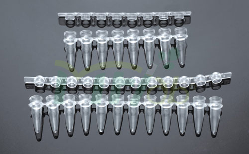 PCR Tube 1